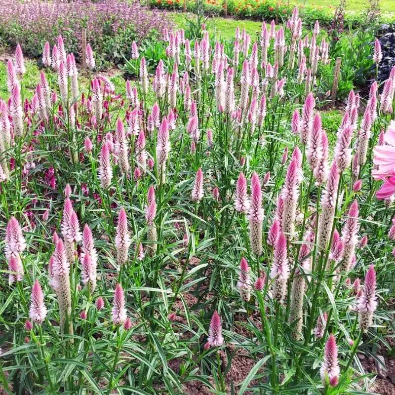 Celosia Flamingo Feather