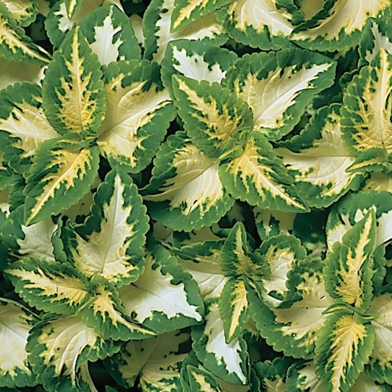 Coleus Wizard Jade