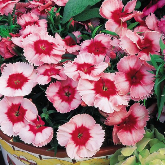 Dianthus Super Parfait Strawberry F1