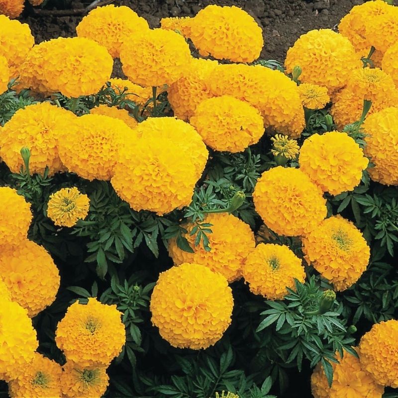 Marigold Inca II Gold F1