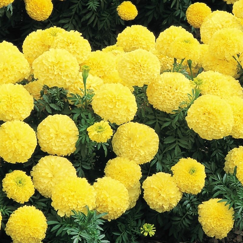 Marigold Inca II Primrose Nihali F1 Hybrid