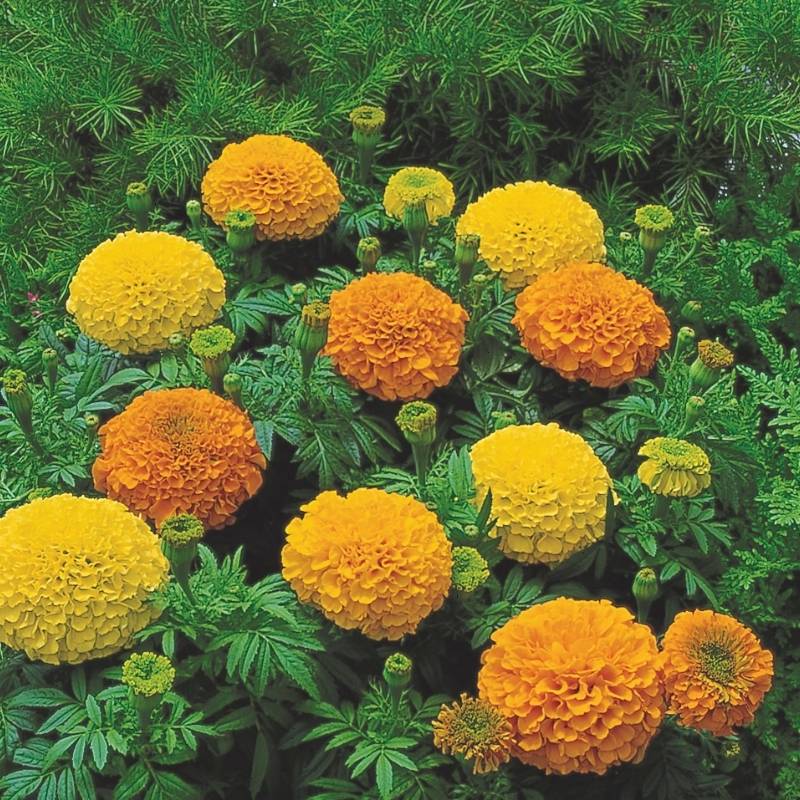 Marigold Inca II Mix Nihali F1 Hybrid