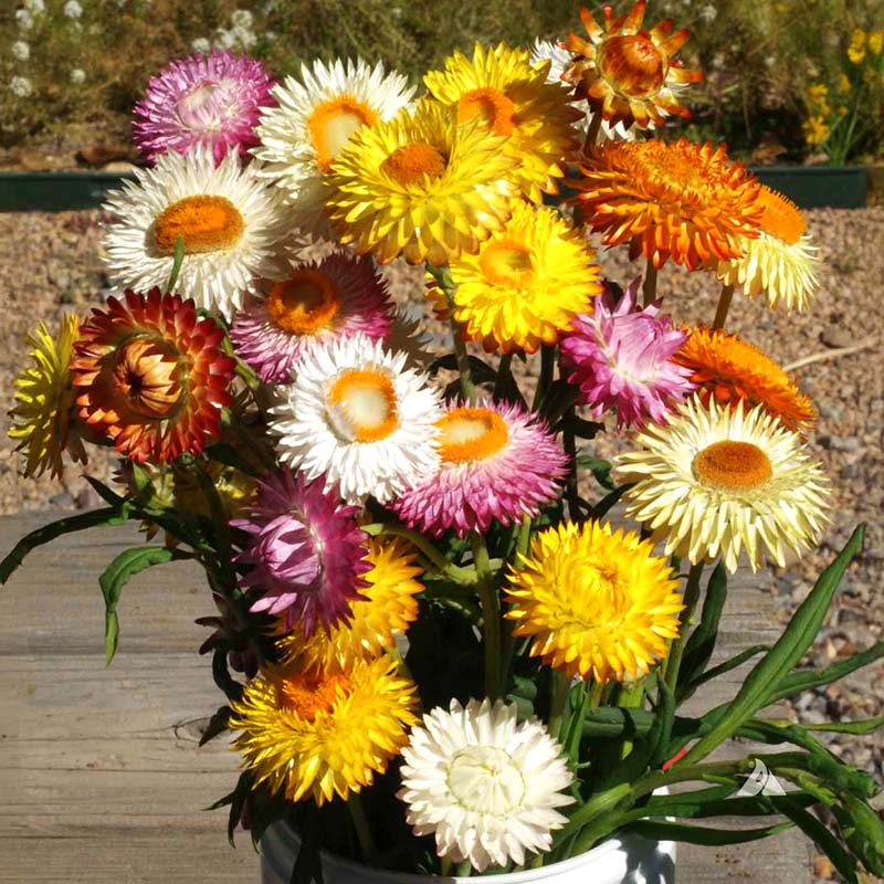Strawflower Double Mixed