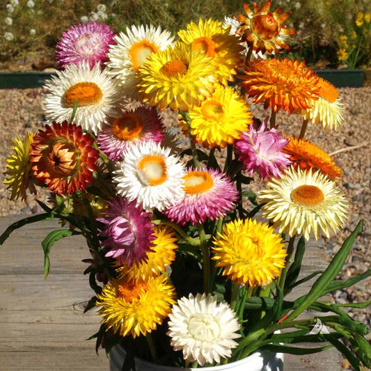 Strawflower Double Mixed