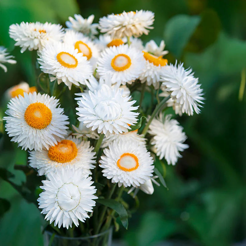 Strawflower Double Mixed