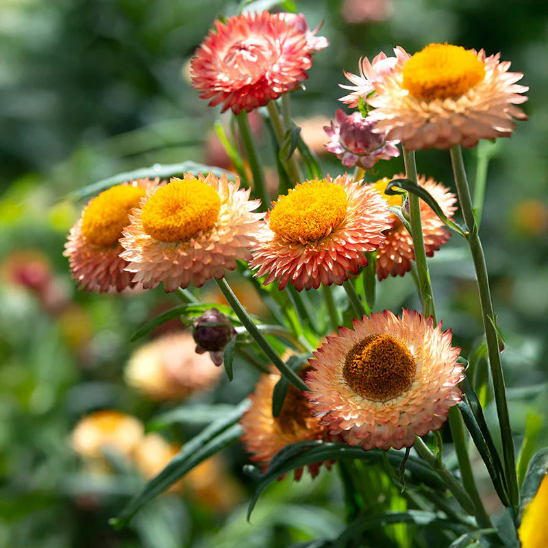 Strawflower Double Mixed