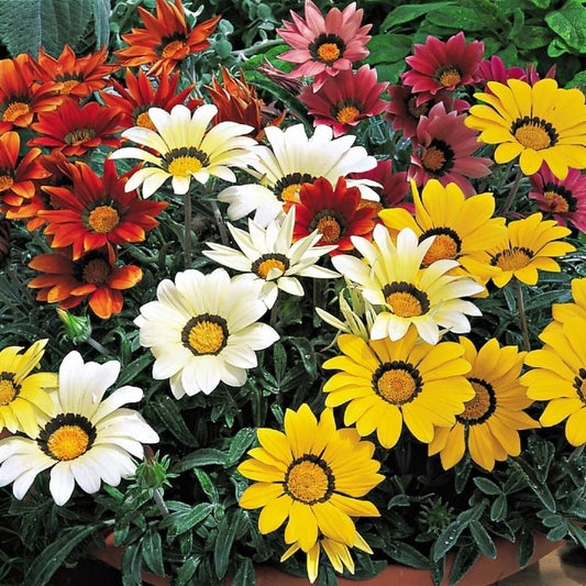 Gazania Kiss Frosty Mix F1
