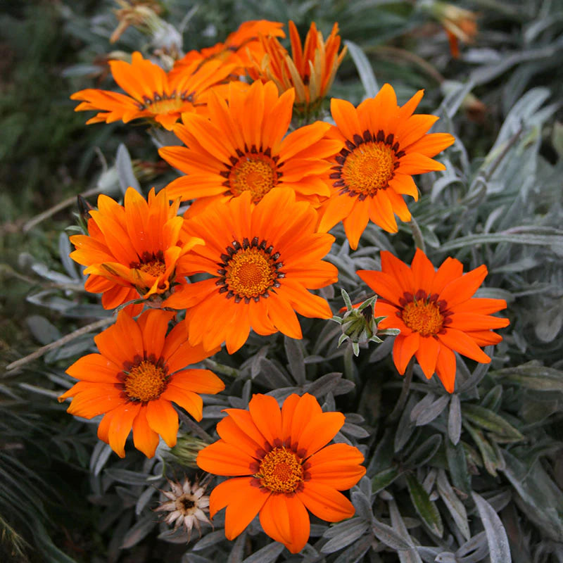 Gazania Kiss Frosty Mix F1