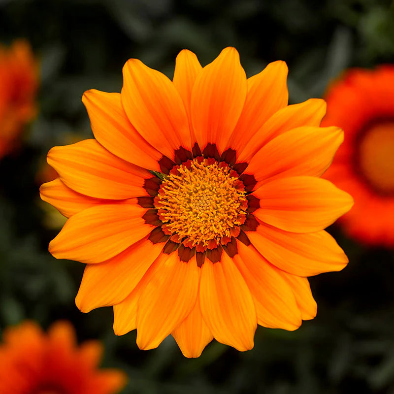 Gazania Kiss Frosty Mix F1