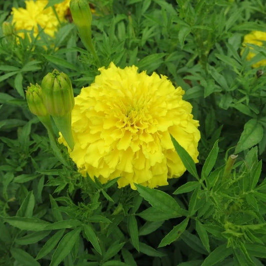 Marigold Perfection Yellow Nihali F1 Hybrid