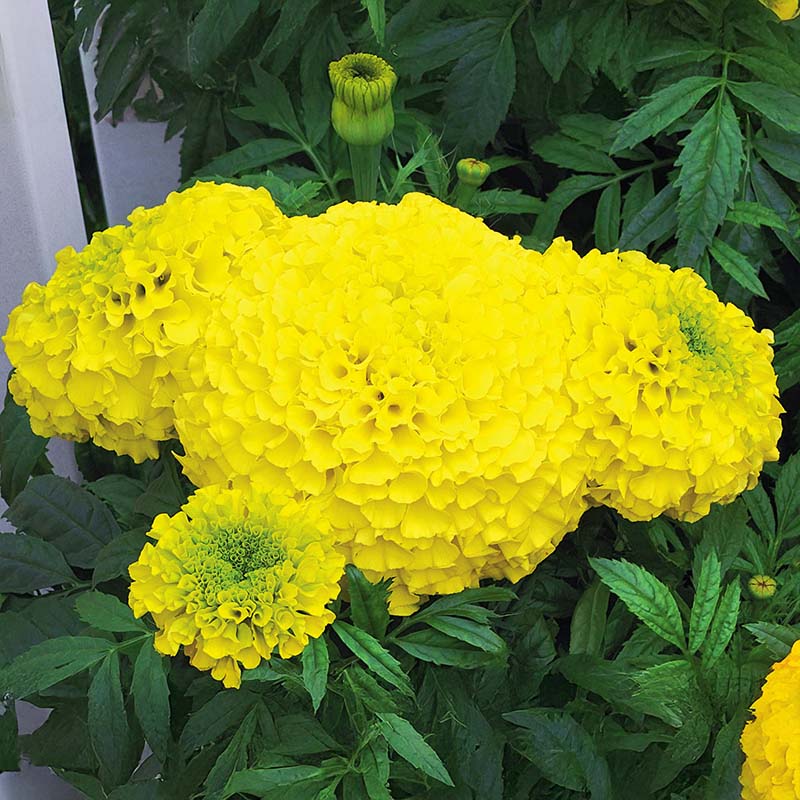 Marigold Perfection Yellow Nihali F1 Hybrid