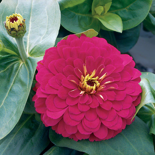 Zinnia Magellan Cherry F1
