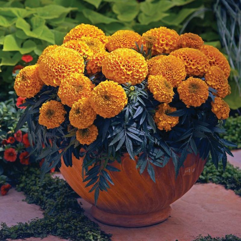 Marigold Antigua Orange Nihali F1 Hybrid