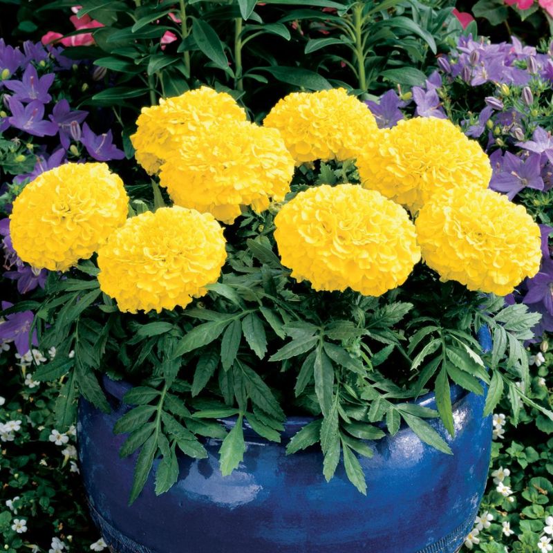 Marigold Antigua Yellow Nihali F1 Hybrid