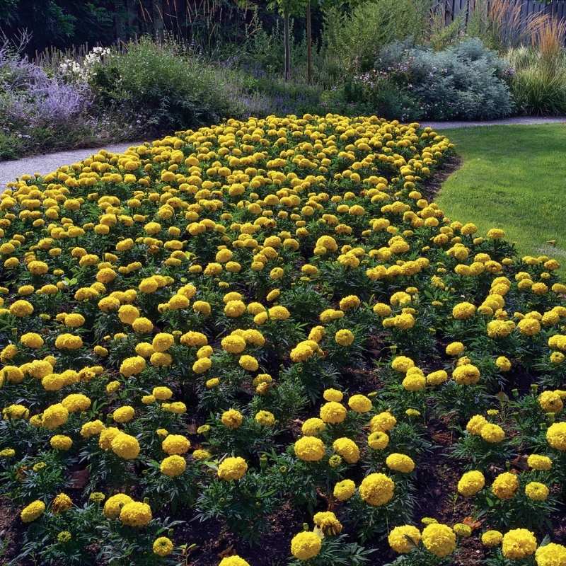 Marigold Antigua Yellow Nihali F1 Hybrid