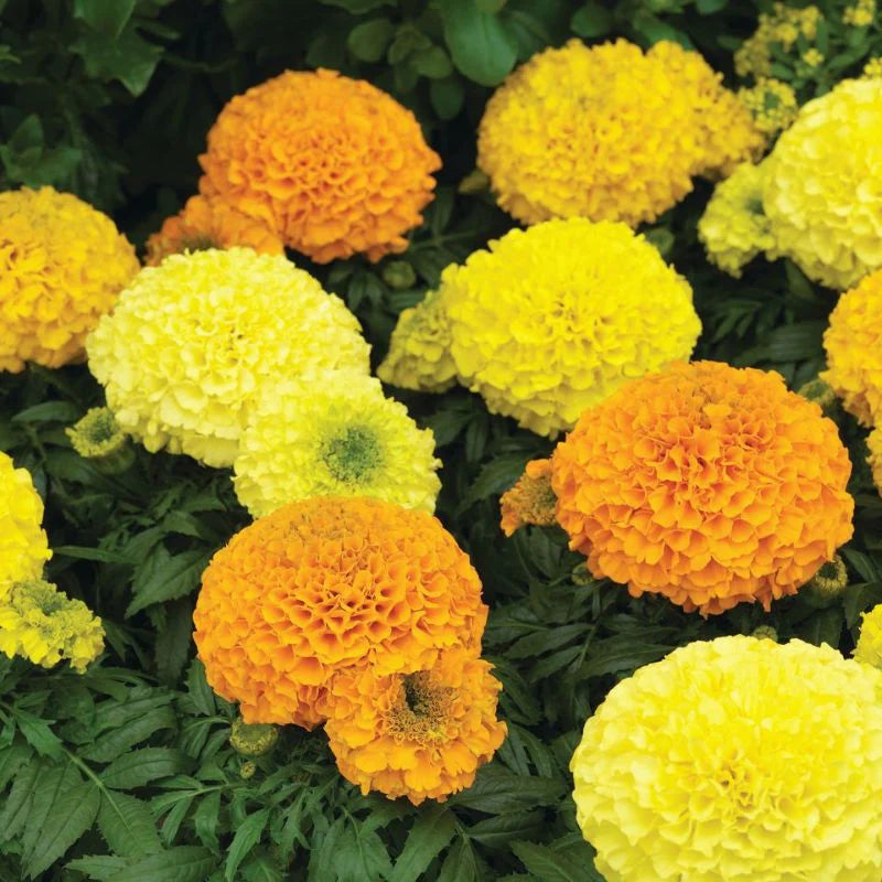 Marigold Antigua Mix Nihali F1 Hybrid