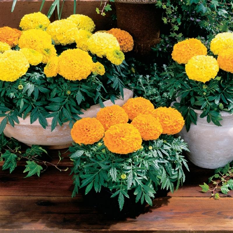 Marigold Antigua Mix Nihali F1 Hybrid