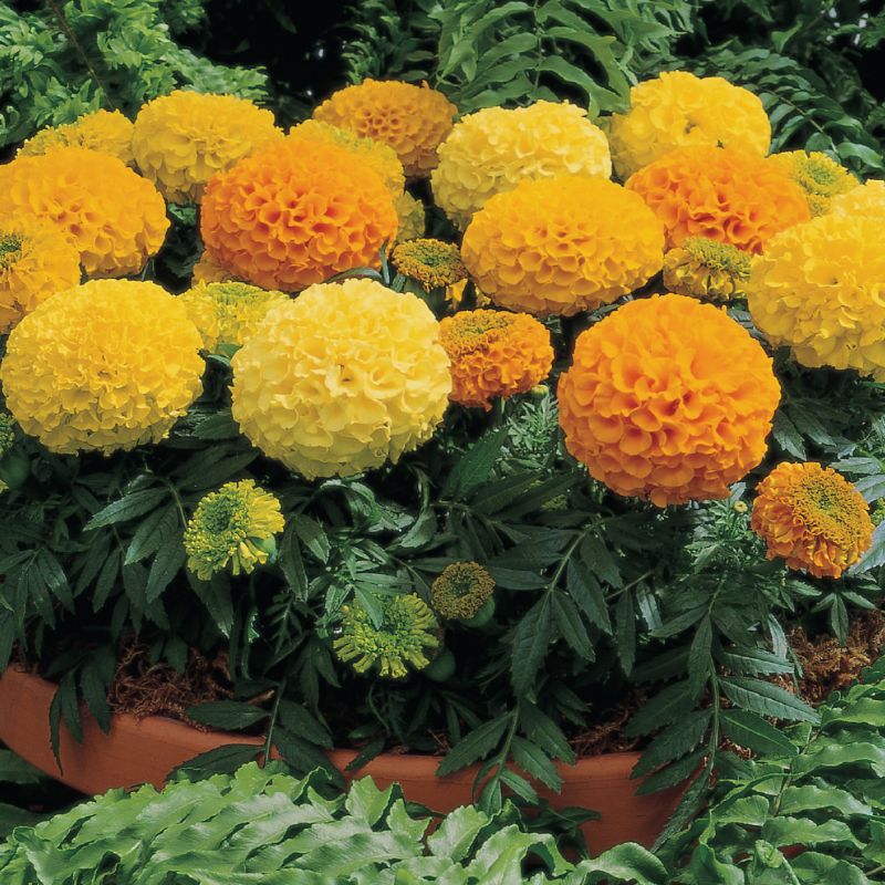 Marigold Antigua Mix Nihali F1 Hybrid