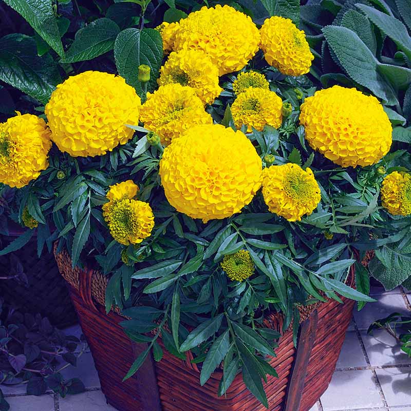 Marigold Antigua Mix Nihali F1 Hybrid
