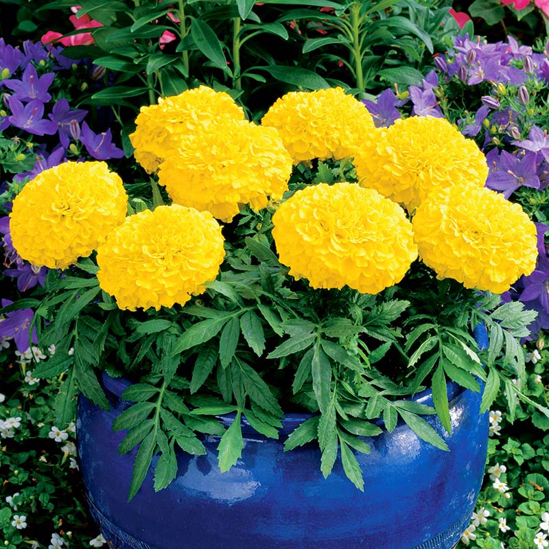 Marigold Antigua Mix Nihali F1 Hybrid