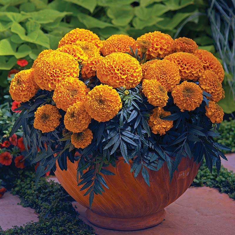 Marigold Antigua Mix Nihali F1 Hybrid