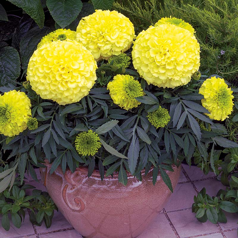 Marigold Antigua Mix Nihali F1 Hybrid