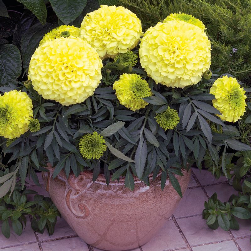 Marigold Antigua Primrose F1