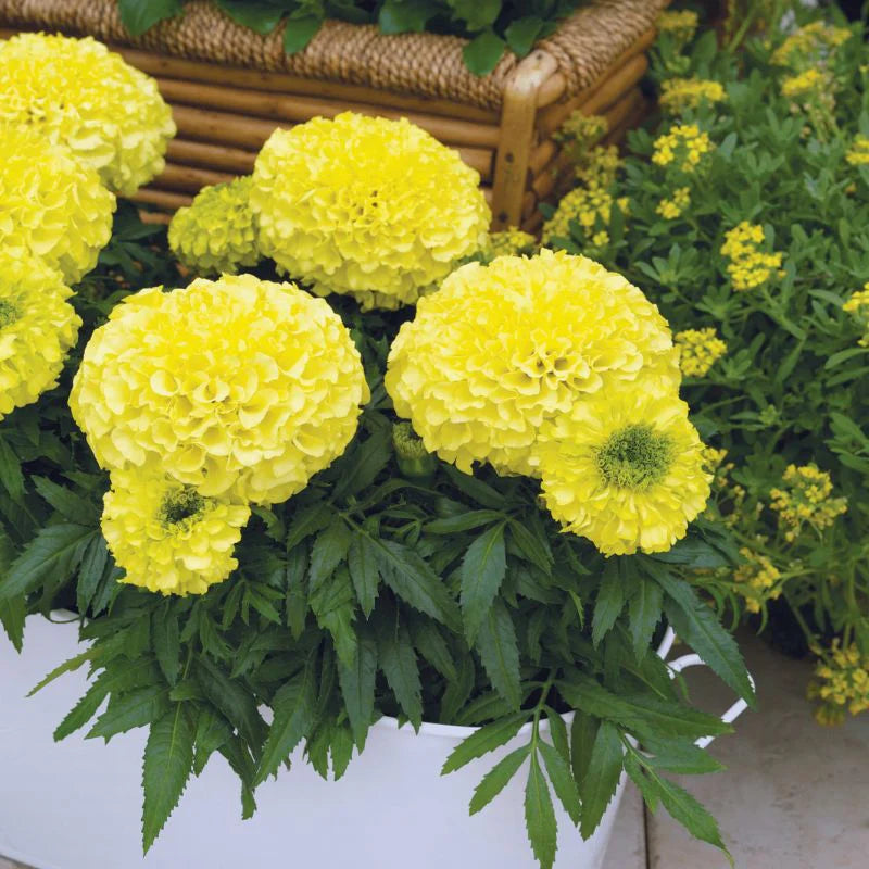 Marigold Antigua Primrose F1