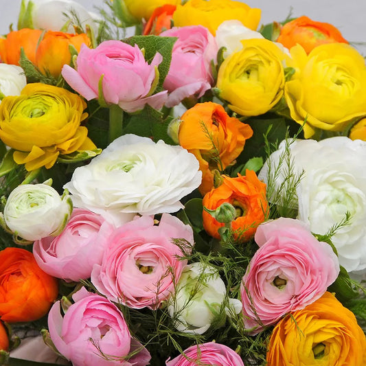 Ranunculus