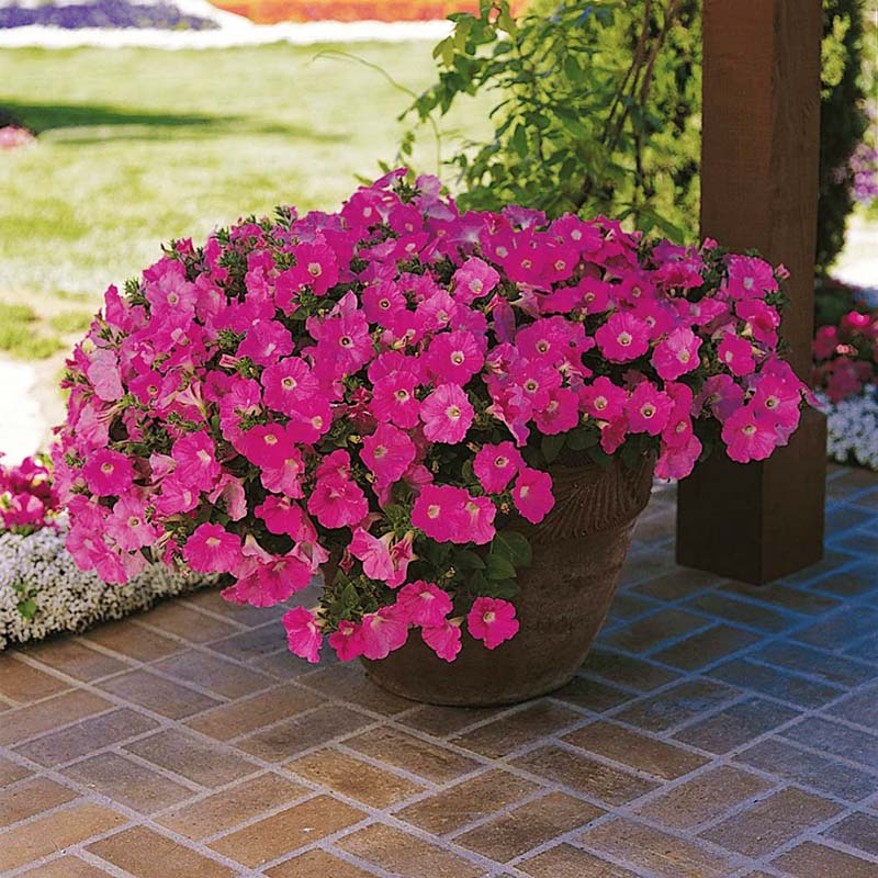 Petunia Wave Pink F1 - for hanging baskets ( spreads upto  3 feet )