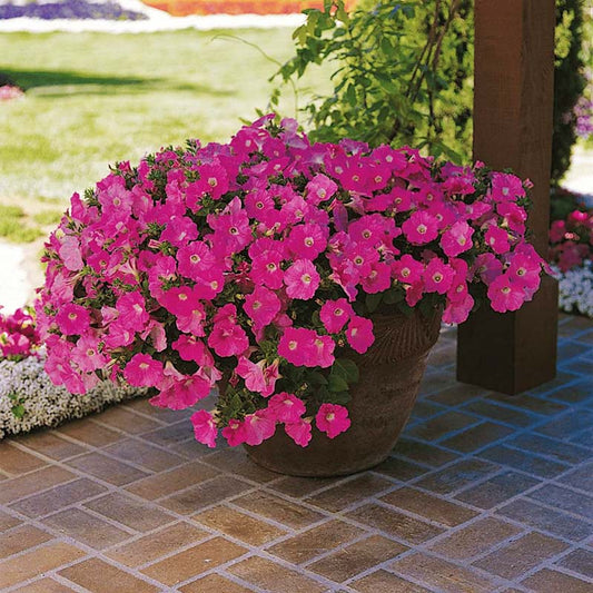 Petunia Wave Pink F1 - for hanging baskets ( spreads upto  3 feet )