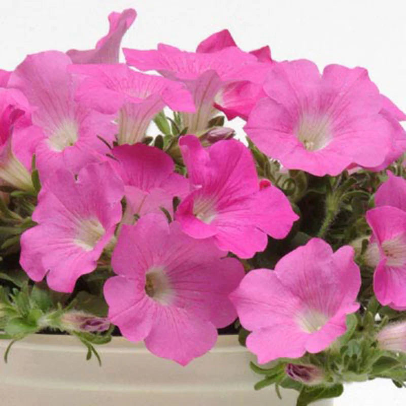 Petunia Wave Pink F1 - for hanging baskets ( spreads upto  3 feet )
