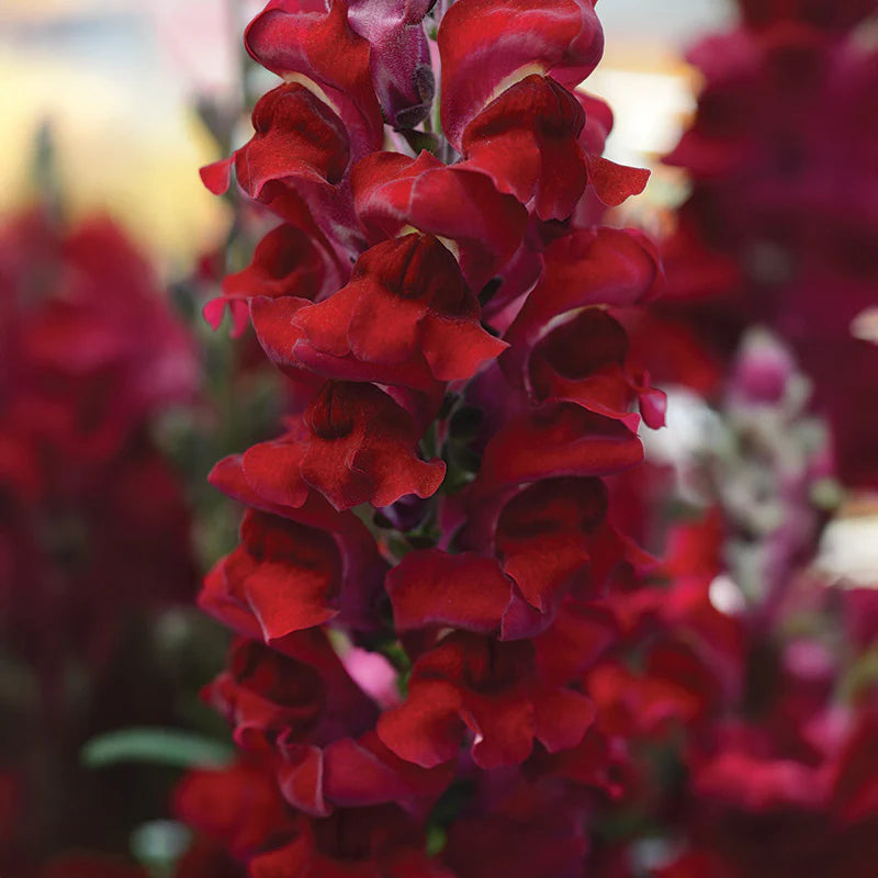 Snapdragon Rocket Red W Red Stem F1