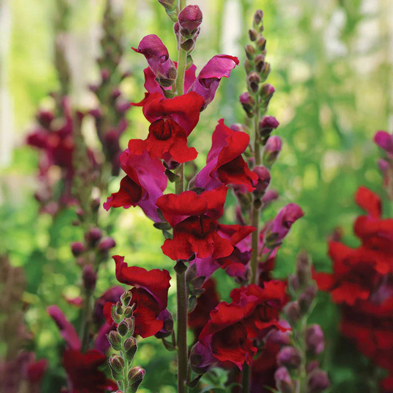 Snapdragon Rocket Red W Red Stem F1