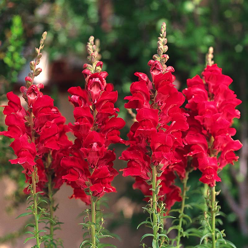 Snapdragon Rocket Red W Red Stem F1