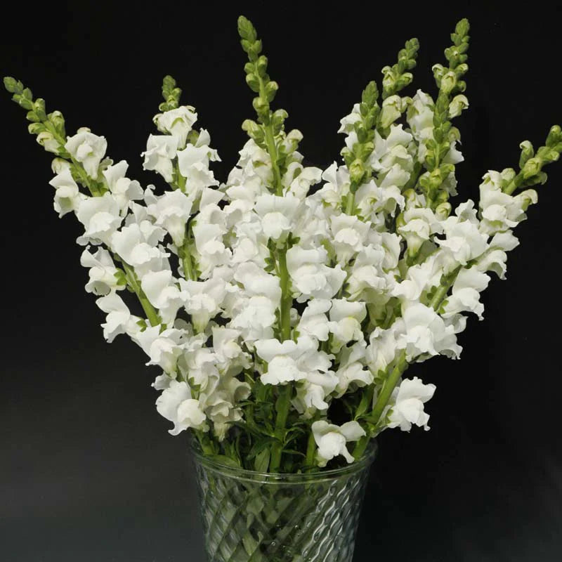 Snapdragon Rocket White F1