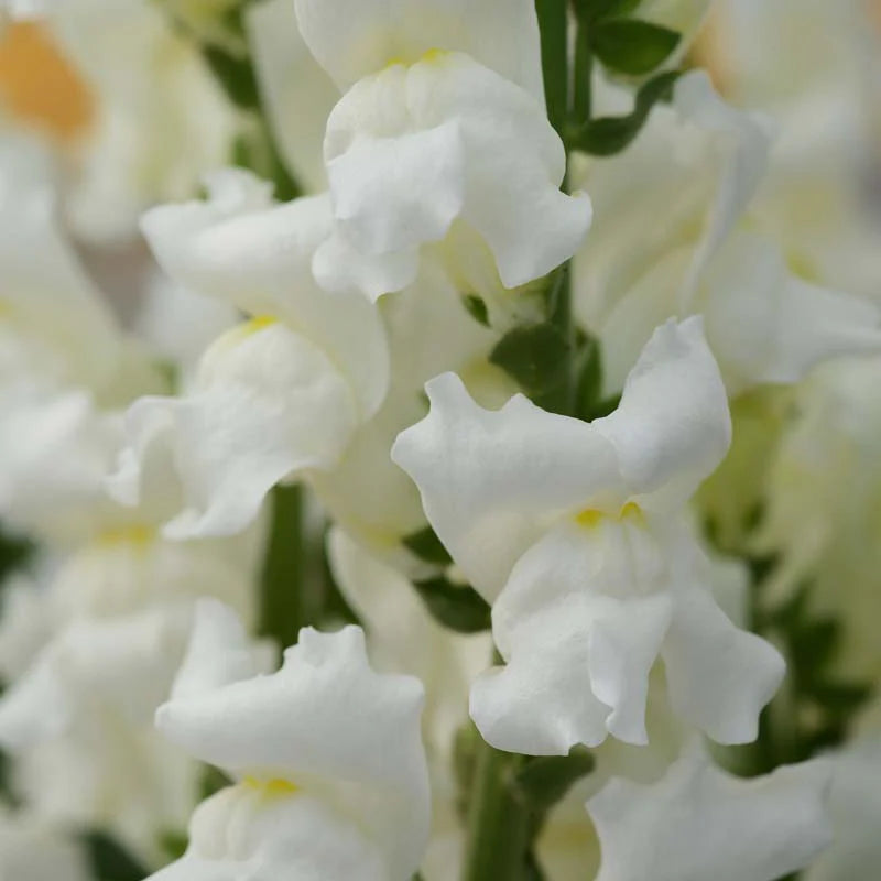 Snapdragon Rocket White F1