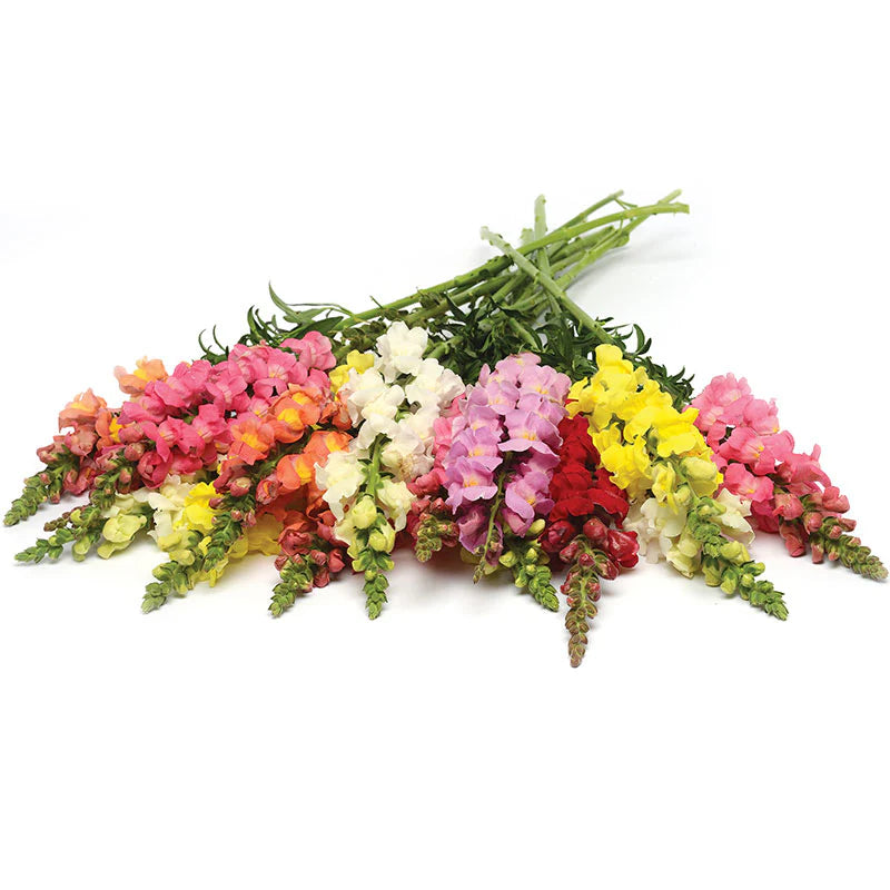 Snapdragon Rocket Mix F1