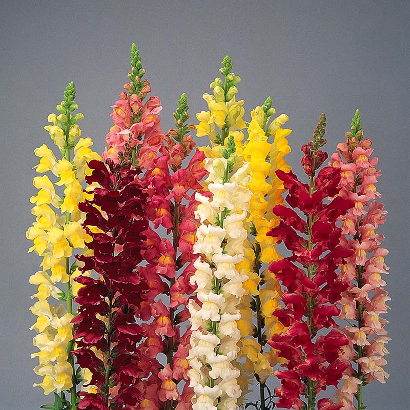 Snapdragon Rocket Mix F1