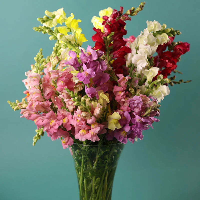 Snapdragon Rocket Mix F1