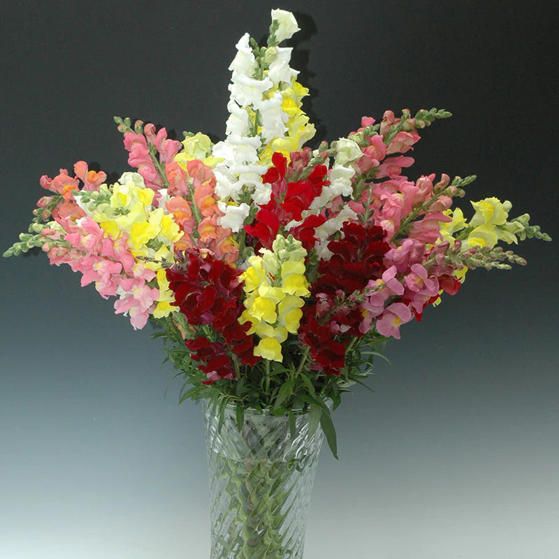 Snapdragon Rocket Mix F1