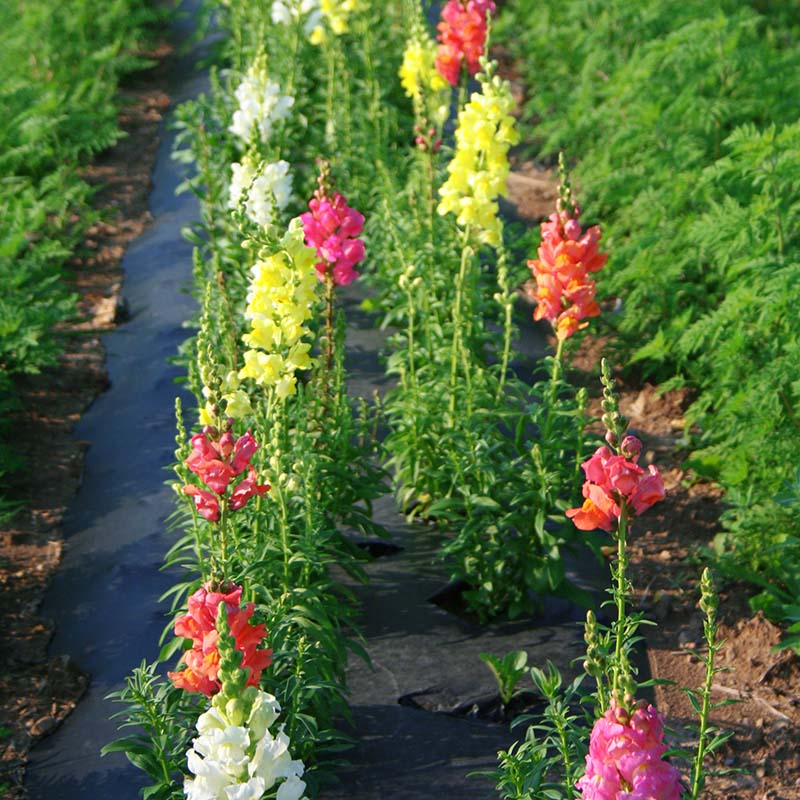 Snapdragon Rocket Mix F1