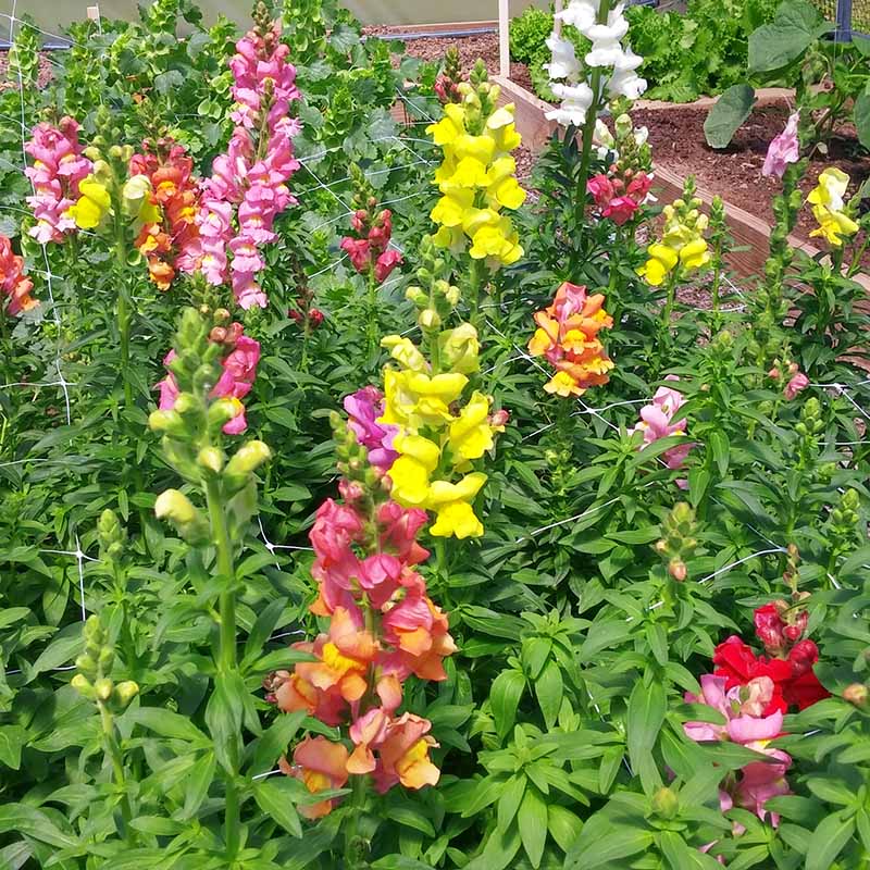 Snapdragon Rocket Mix F1