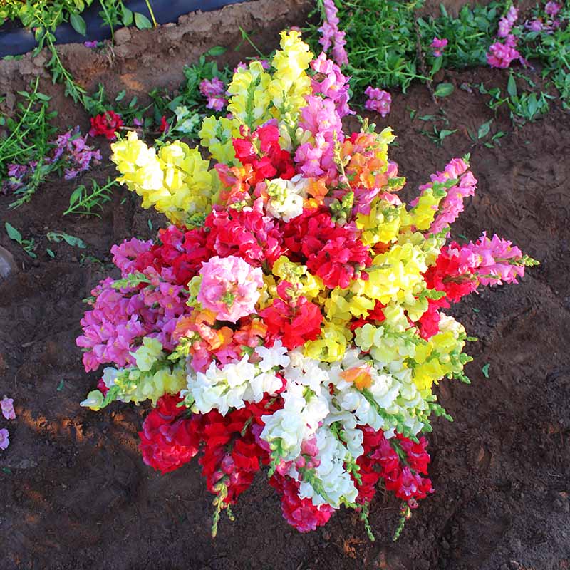 Snapdragon Rocket Mix F1