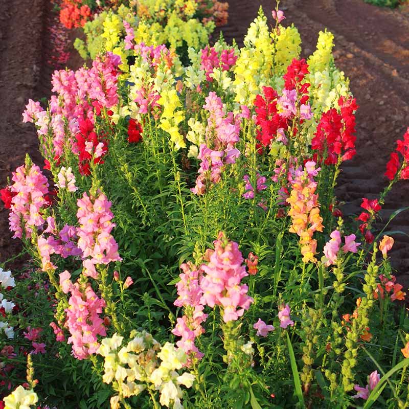 Snapdragon Rocket Mix F1