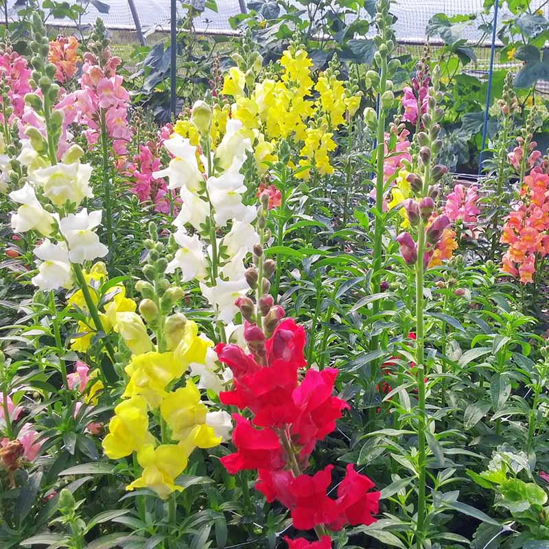 Snapdragon Rocket Mix F1