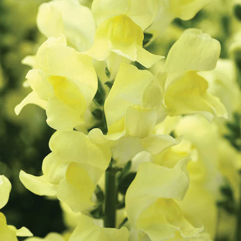 Snapdragon Rocket Mix F1