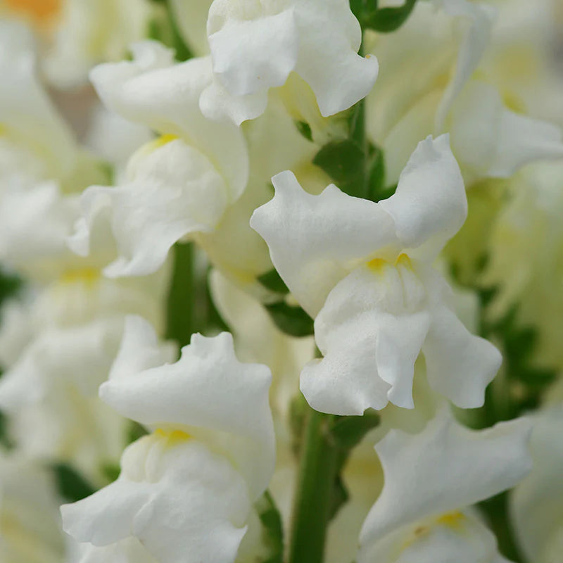Snapdragon Rocket Mix F1