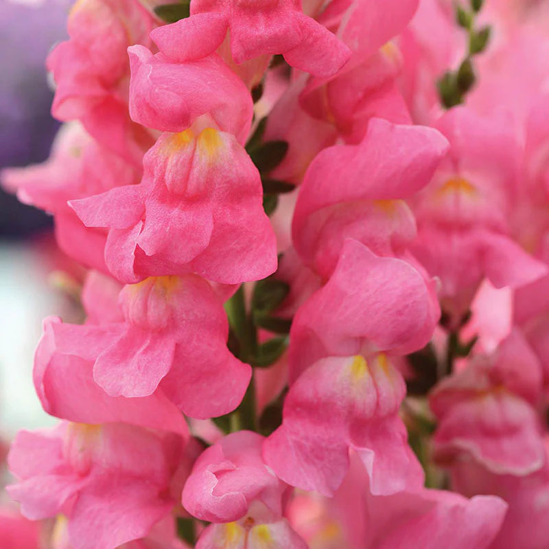 Snapdragon Rocket Mix F1