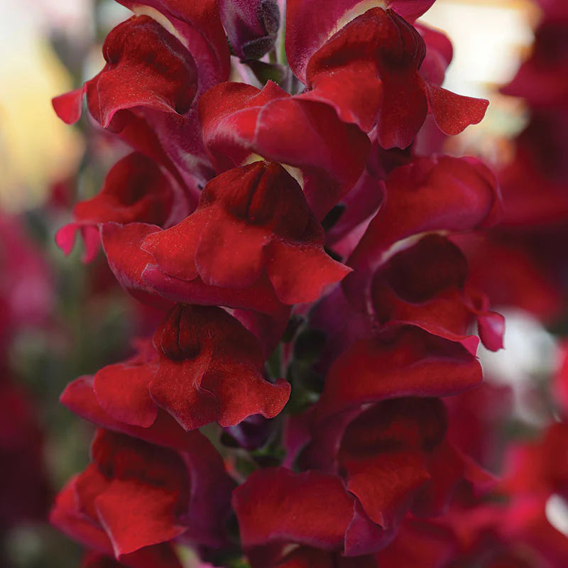 Snapdragon Rocket Mix F1